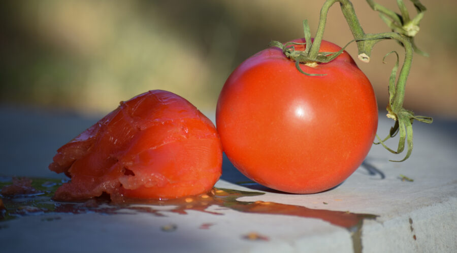 Week #19 – TOMATOES