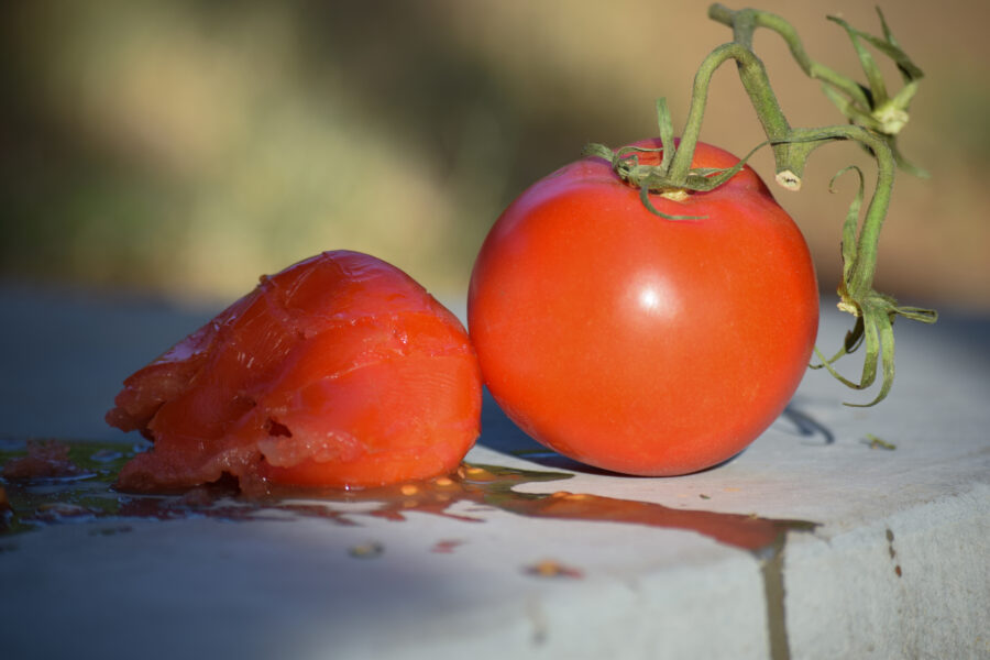 Week #19 – TOMATOES